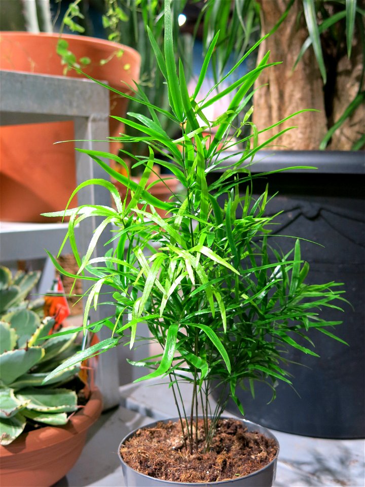 Asparagus falcatus in a garden centre in France. Identified by botanic label. 5-6 years old.