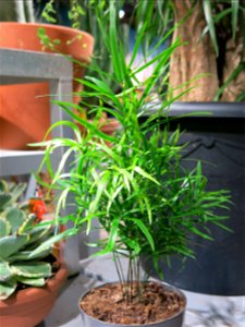 Asparagus falcatus in a garden centre in France. Identified by botanic label. 5-6 years old.