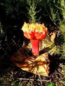 Haemanthus sanguineus flower. Cape Town.