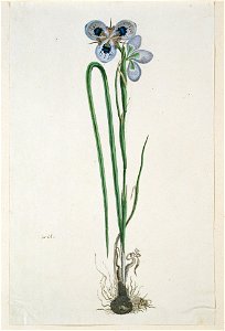 IdentificatieTitel(s): Moraea aristata (D. Delaroche) Aschers & Graebn.iris (titel op object)Objecttype: tekening albumblad Objectnummer: RP-T-1914-18-34Opschriften / Merken: annotatie, links, hal
