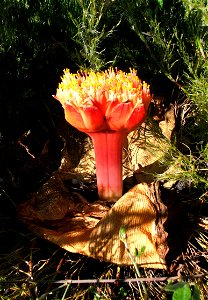 Haemanthus sanguineus flower. Western Cape. South Africa. photo