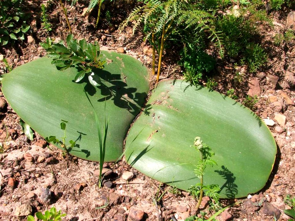 Haemanthus sanguineus plant. Leaves. Cape Town. South Africa.