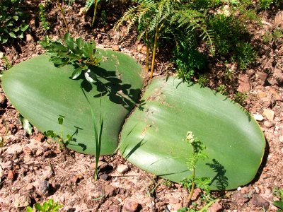 Haemanthus sanguineus plant. Leaves. Cape Town. South Africa.