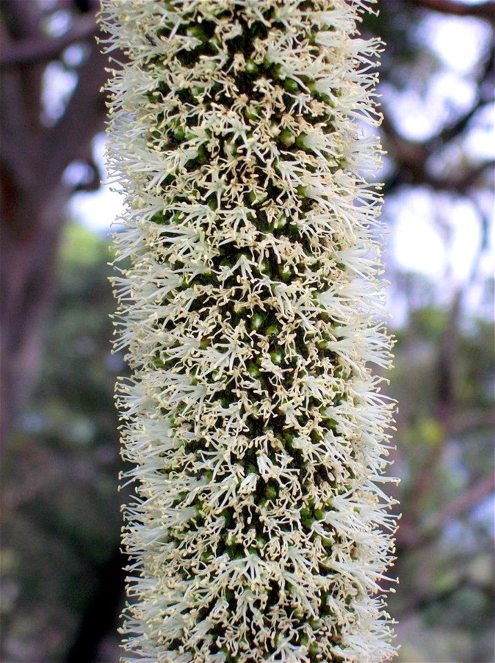 Xanthorrhoea at Ku-ring-gai Chase National Park, possibly X. media. Habitat was an exposed dry ridge