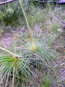 Xanthorrhoea Ku-ring-gai Chase National Park. Very likely to be X. media. (Leaves narrow, very little trunk, leaves not glaucous).