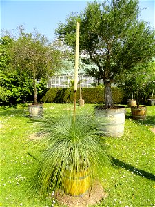 Xanthorrhoea hastilis specimen in the Botanischer Garten München-Nymphenburg, Munich, Germany.