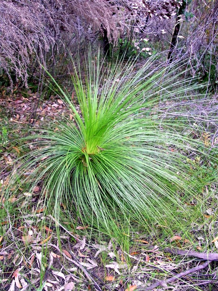 Xanthorrhoea Ku-ring-gai Chase National Park, almost certainly X. media