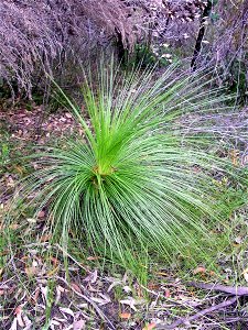 Xanthorrhoea Ku-ring-gai Chase National Park, almost certainly X. media