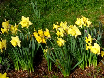 Un groupe de jonquilles jaunes photo