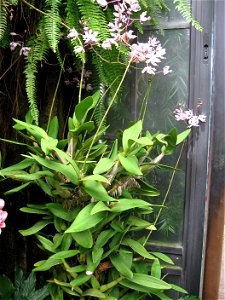 A picture of Myrmecophila humboldtii. The plant shown was perhaps mistakenly labeled as Schomburgkia humboldtii.