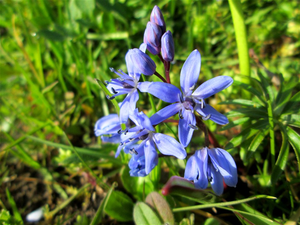 Zweiblättriger Blaustern (Scilla bifolia) am Kraichbach in Hockenheim - gesetzt in einem Grünstreifen in einer Maßnahme des Nabu Hockenheim zur Erhaltung der Artenvielfalt durch Wildblumen an Straßen-
