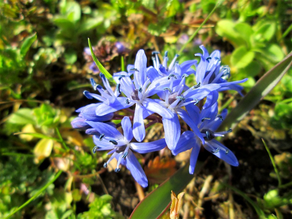 Zweiblättriger Blaustern (Scilla bifolia) am Kraichbach in Hockenheim - gesetzt in einem Grünstreifen in einer Maßnahme des Nabu Hockenheim zur Erhaltung der Artenvielfalt durch Wildblumen an Straßen-