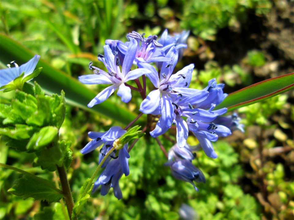 Zweiblättriger Blaustern (Scilla bifolia) am Kraichbach in Hockenheim - gesetzt in einem Grünstreifen in einer Maßnahme des Nabu Hockenheim zur Erhaltung der Artenvielfalt durch Wildblumen an Straßen-