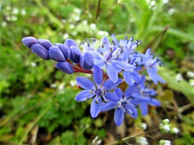 Zweiblättriger Blaustern (Scilla bifolia) im Gartenschaupark in Hockenheim - gesetzt in einem Grünstreifen in einer Maßnahme des Nabu Hockenheim zur Erhaltung der Artenvielfalt durch Wildblumen an Str
