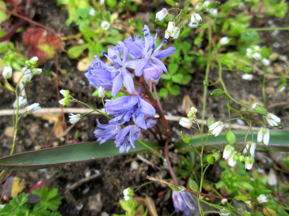 Zweiblättriger Blaustern (Scilla bifolia) im Gartenschaupark in Hockenheim - gesetzt in einem Grünstreifen in einer Maßnahme des Nabu Hockenheim zur Erhaltung der Artenvielfalt durch Wildblumen an Str