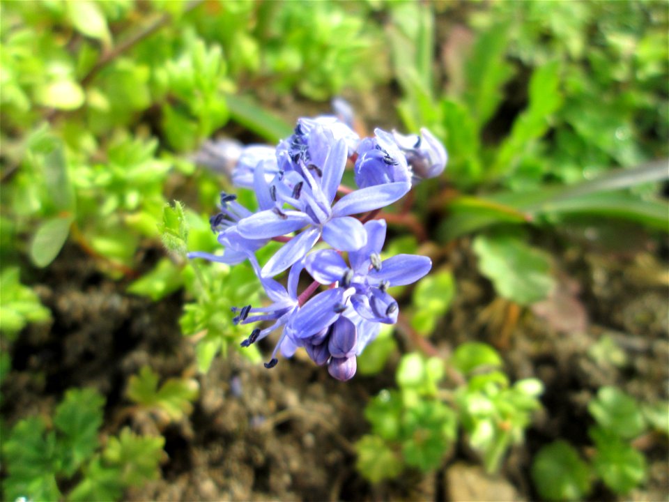 Zweiblättriger Blaustern (Scilla bifolia) im Gartenschaupark in Hockenheim - gesetzt in einem Grünstreifen in einer Maßnahme des Nabu Hockenheim zur Erhaltung der Artenvielfalt durch Wildblumen an Str