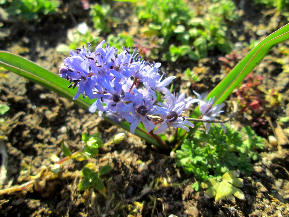 Zweiblättriger Blaustern (Scilla bifolia) am Kraichbach in Hockenheim - gesetzt in einem Grünstreifen in einer Maßnahme des Nabu Hockenheim zur Erhaltung der Artenvielfalt durch Wildblumen an Straßen-