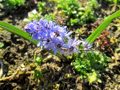 Zweiblättriger Blaustern (Scilla bifolia) am Kraichbach in Hockenheim - gesetzt in einem Grünstreifen in einer Maßnahme des Nabu Hockenheim zur Erhaltung der Artenvielfalt durch Wildblumen an Straßen-