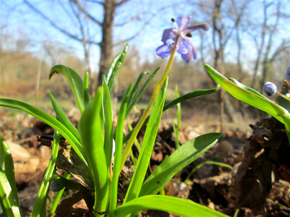 Zweiblättriger Blaustern (Scilla bifolia) im Waldpark Mannheim