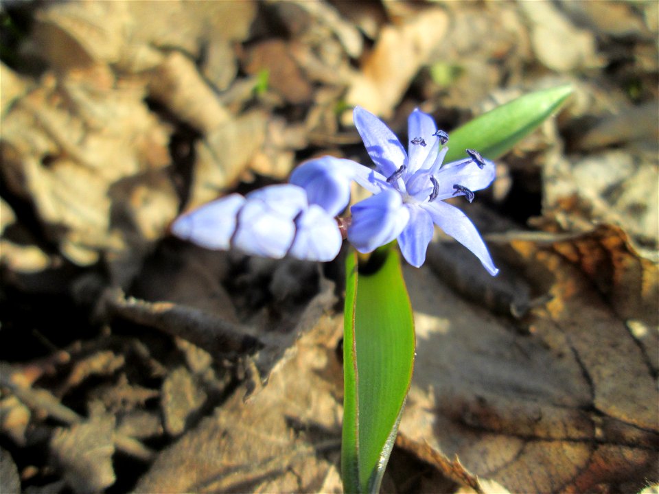 Zweiblättriger Blaustern (Scilla bifolia) im Waldpark Mannheim