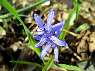 Zweiblättriger Blaustern (Scilla bifolia) im Waldpark Mannheim - erfüllt den Rheinauenwald gegenwärtig durch ein blaues Blütenmeer