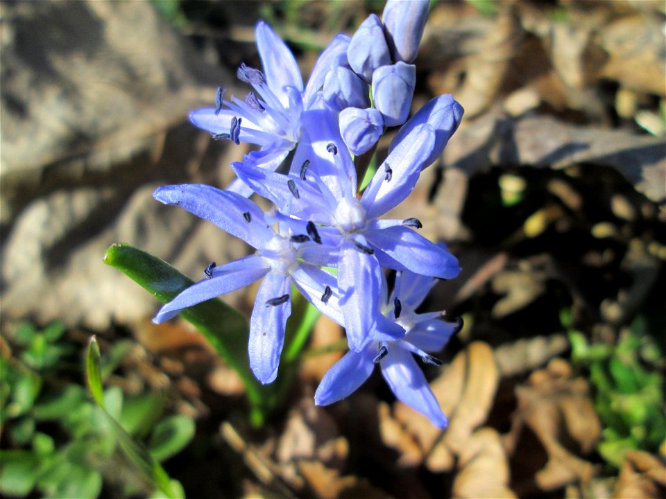 Zweiblättriger Blaustern (Scilla bifolia) im Waldpark Mannheim - erfüllt den Rheinauenwald gegenwärtig durch ein blaues Blütenmeer
