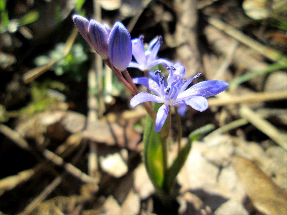 Zweiblättriger Blaustern (Scilla bifolia) im Waldpark Mannheim - erfüllt den Rheinauenwald gegenwärtig durch ein blaues Blütenmeer