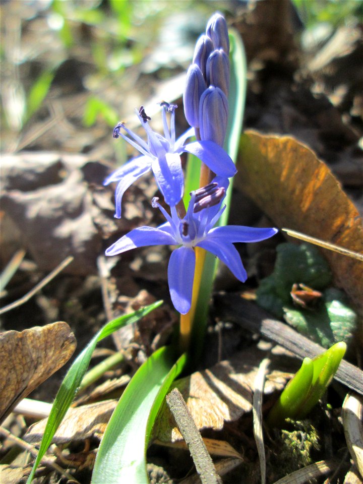 Zweiblättriger Blaustern (Scilla bifolia) im Waldpark Mannheim - erfüllt den Rheinauenwald gegenwärtig durch ein blaues Blütenmeer