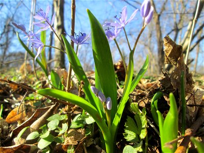 Zweiblättriger Blaustern (Scilla bifolia) im Waldpark Mannheim - erfüllt den Rheinauenwald gegenwärtig durch ein blaues Blütenmeer