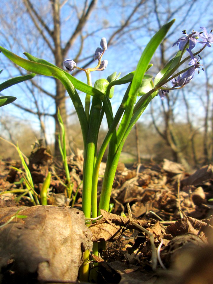 Zweiblättriger Blaustern (Scilla bifolia) im Waldpark Mannheim - erfüllt den Rheinauenwald gegenwärtig durch ein blaues Blütenmeer