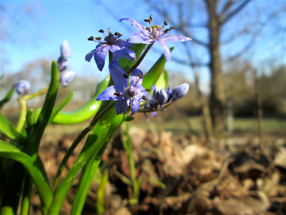 Zweiblättriger Blaustern (Scilla bifolia) im Waldpark Mannheim - erfüllt den Rheinauenwald gegenwärtig durch ein blaues Blütenmeer