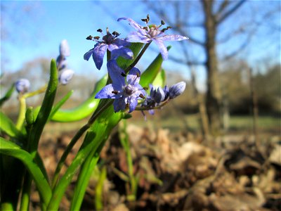 Zweiblättriger Blaustern (Scilla bifolia) im Waldpark Mannheim - erfüllt den Rheinauenwald gegenwärtig durch ein blaues Blütenmeer