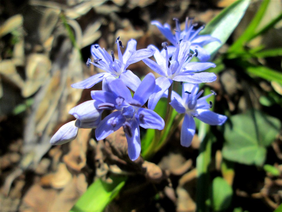 Zweiblättriger Blaustern (Scilla bifolia) im Naturschutzgebiet „Bei der Silberpappel“ im Waldpark Mannheim