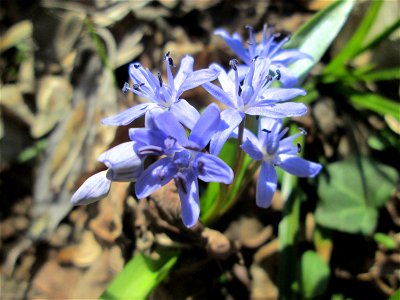 Zweiblättriger Blaustern (Scilla bifolia) im Naturschutzgebiet „Bei der Silberpappel“ im Waldpark Mannheim
