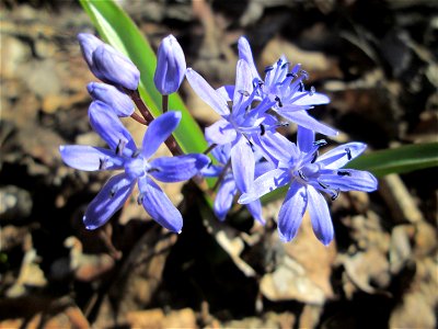 Zweiblättriger Blaustern (Scilla bifolia) im Naturschutzgebiet „Bei der Silberpappel“ im Waldpark Mannheim