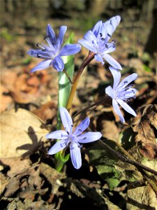 Zweiblättriger Blaustern (Scilla bifolia) im Naturschutzgebiet „Bei der Silberpappel“ im Waldpark Mannheim