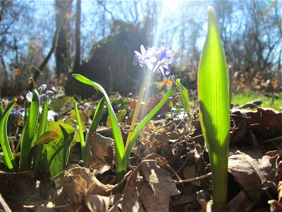 Zweiblättriger Blaustern (Scilla bifolia) im Naturschutzgebiet „Bei der Silberpappel“ im Waldpark Mannheim