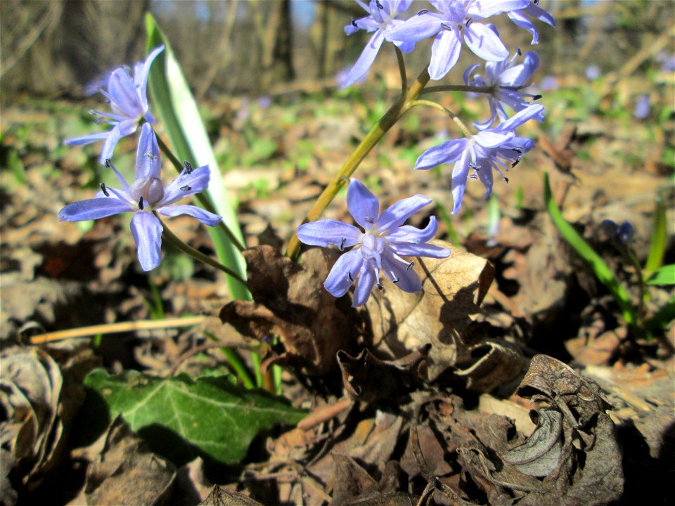 Zweiblättriger Blaustern (Scilla bifolia) im Naturschutzgebiet „Bei der Silberpappel“ im Waldpark Mannheim