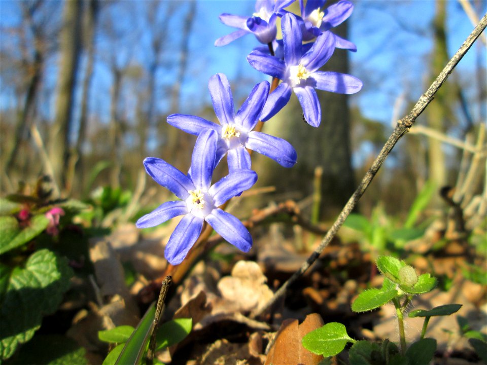 Zweiblättriger Blaustern (Scilla bifolia) am Dreieichenbuckel im Naturschutzgebiet „Oftersheimer Dünen“