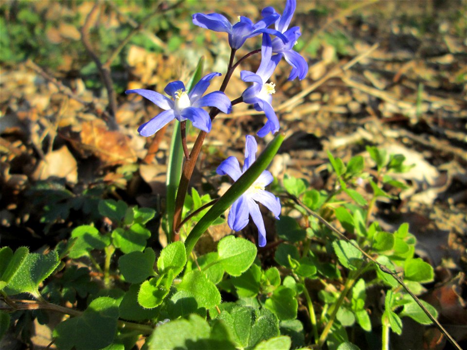 Zweiblättriger Blaustern (Scilla bifolia) am Dreieichenbuckel im Naturschutzgebiet „Oftersheimer Dünen“
