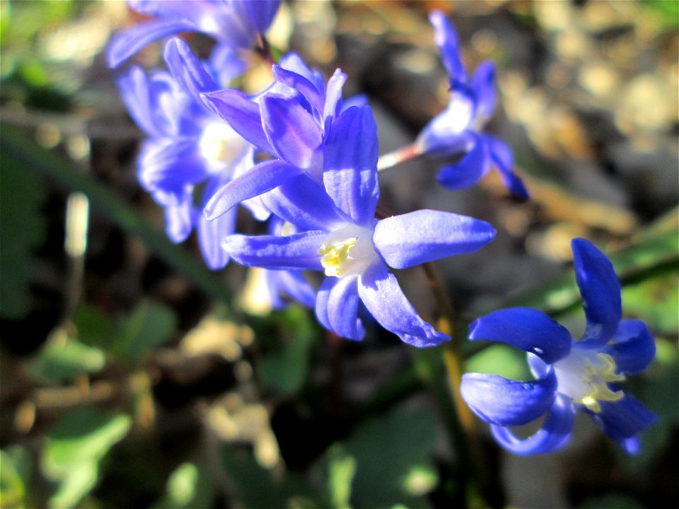 Zweiblättriger Blaustern (Scilla bifolia) am Dreieichenbuckel im Naturschutzgebiet „Oftersheimer Dünen“