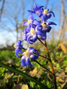 Zweiblättriger Blaustern (Scilla bifolia) am Dreieichenbuckel im Naturschutzgebiet „Oftersheimer Dünen“