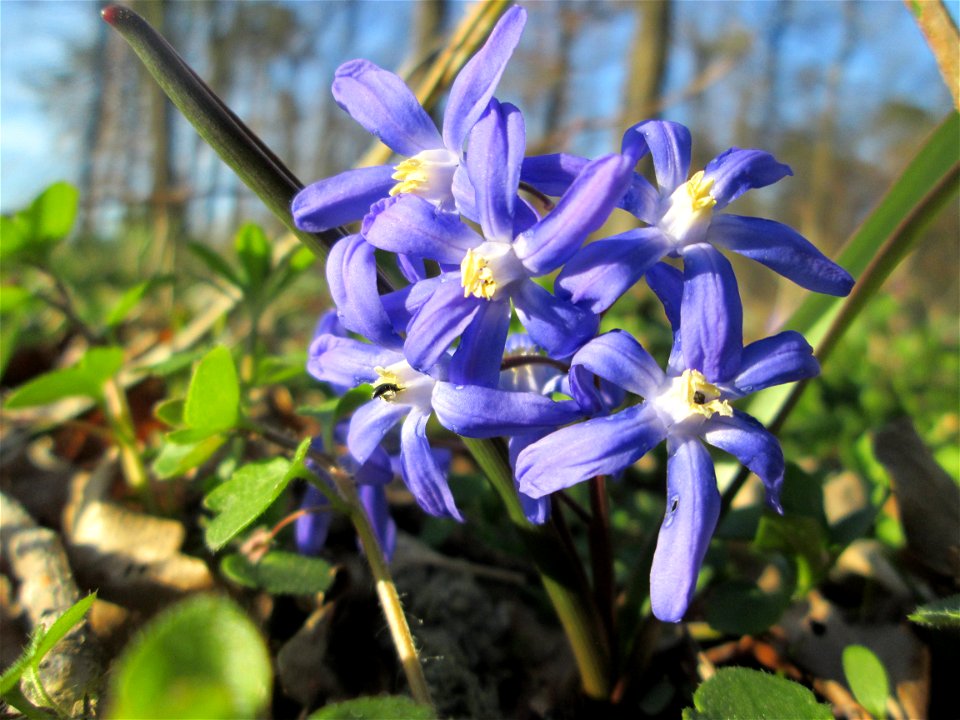 Zweiblättriger Blaustern (Scilla bifolia) am Dreieichenbuckel im Naturschutzgebiet „Oftersheimer Dünen“