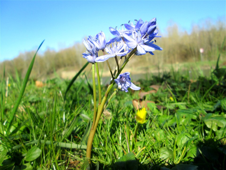 Zweiblättriger Blaustern (Scilla bifolia) an der Saar in Sankt Arnual