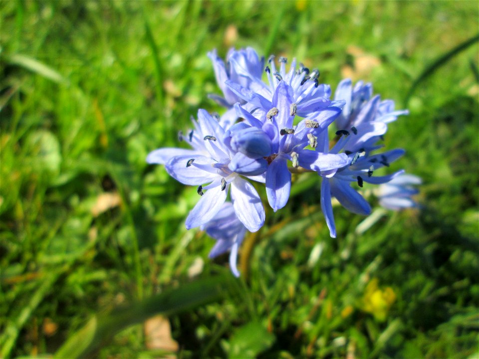 Zweiblättriger Blaustern (Scilla bifolia) an der Saar in Sankt Arnual