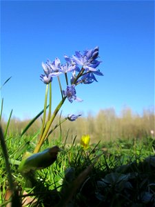 Zweiblättriger Blaustern (Scilla bifolia) an der Saar in Sankt Arnual