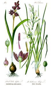 Scilla bifolia, Family: Hyacinthaceae