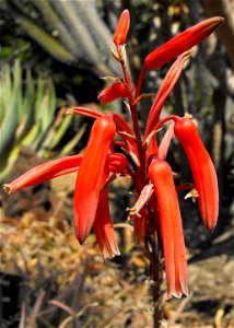 Aloe rauhii at the Huntington Library & Botanical Gardens in San Marino, California, USA. Identified by sign. photo
