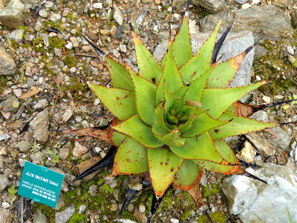 Aloe broomii specimen in the Jardin d'oiseaux tropicaux, La Londe-les-Maures, France.