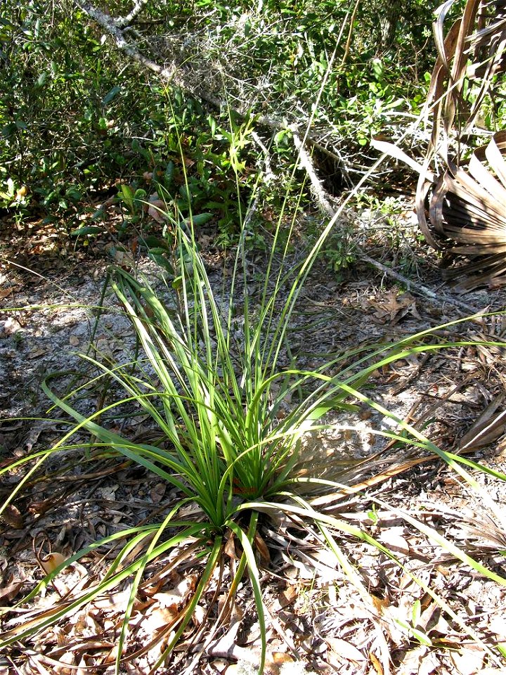 Nolina brittoniana